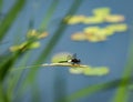 Selective focus shot of a dragonfly on a sweetgrass branch Royalty Free Stock Photo
