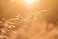 Selective focus shot of ear of golden wheat in farm field under bright sun. Harvest concept Royalty Free Stock Photo