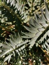 Selective focus shot of Eastern Cape blue cycad in the botanical garden in Madrid, Spain
