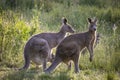 Selective focus shot of Eastern grey kangaroos in long grass at sunset in Melbourne, Australia Royalty Free Stock Photo