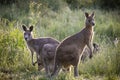 Selective focus shot of Eastern grey kangaroos in long grass at sunset in Melbourne, Australia Royalty Free Stock Photo