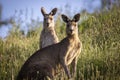 Selective focus shot of Eastern grey kangaroos in long grass at sunset in Melbourne, Australia Royalty Free Stock Photo