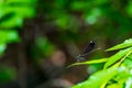 Selective focus shot of an ebony jewelwing damselfly on a leaf outdoors Royalty Free Stock Photo