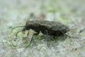 Selective focus shot of Elaphrus riparius beetle Royalty Free Stock Photo