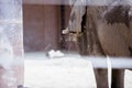 Selective focus shot of an elephant through the bards