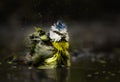 Selective focus shot of a Eurasian blue tit bathing in the water Royalty Free Stock Photo