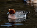 Selective focus shot of a Eurasian wigeon duck Mareca Penelope in a small pond Royalty Free Stock Photo