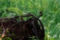 Selective focus shot of a Eurasian Wren bird perched on a root of a fallen tree on a grass field Royalty Free Stock Photo