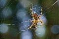 Selective focus shot of a European garden spider in a web Royalty Free Stock Photo