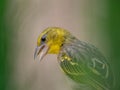 Selective focus shot of a European serin bird