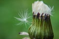 Selective focus shot of an exotic dandelion captured in a green garden