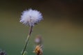 Selective focus shot of an exotic dandelion in the forest