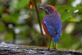Selective focus shot of an exotic garnet pitta bird perched on a branch Royalty Free Stock Photo