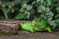 Selective focus shot of an exotic lizard captured in a tropical forest