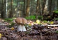 Selective focus shot of an exotic mushroom in the forest