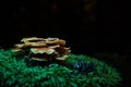 Selective focus shot of exotic mushrooms in the forest