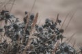 Selective focus shot of exotic thorned plants captured in a forest during daytime