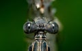 Selective focus shot of the eyes of a dragonfly Royalty Free Stock Photo