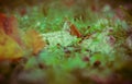 Selective focus shot of a fallen green leaf with waterdrops on the surface with a blurry background Royalty Free Stock Photo