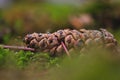 A selective focus shot of a fallen pinecone on the forest ground