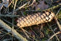 Selective focus shot of a fallen pinecone on the forest ground Royalty Free Stock Photo