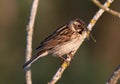 Selective focus shot of a fat sparrow devouring a helpless dragonfly on a thin branch in the wild