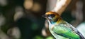 Selective focus shot of a female Chestnut-backed Tanager bird with bokeh light background