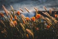 Selective focus shot of a field with beautiful orange flowers near the body of water Royalty Free Stock Photo