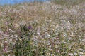 Selective focus shot of a field of multicolored flowers