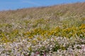 Selective focus shot of a field of multicolored flowers