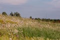 Selective focus shot of a field of multicolored flowers