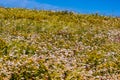 Selective focus shot of a field of multicolored flowers