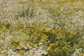 Selective focus shot of a field of multicolored flowers