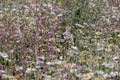 Selective focus shot of a field of multicolored flowers