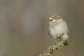 Selective focus shot of a field sparrow perched on a branch Royalty Free Stock Photo