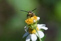 Selective focus shot of a five-banded thinned wasp (Myzinum quinquecintum) perched on a flower