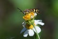 Selective focus shot of a five-banded thinned wasp (Myzinum quinquecintum) perched on a flower