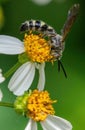 Selective focus shot of a five-banded thinned wasp (Myzinum quinquecintum) perched on a flower