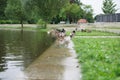 Selective focus shot of a flock of ducks on the side of a pond