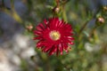 Selective focus shot of a flower with red petals and some buds in a green background Royalty Free Stock Photo