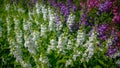 Selective focus shot of flowers in the summer day. Royalty Free Stock Photo