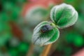 Selective focus shot of a fly on a green leaf Royalty Free Stock Photo