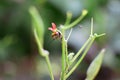 Selective focus shot of a fly on a green plant Royalty Free Stock Photo