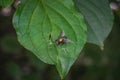 Selective focus shot of fly perched on green leaf Royalty Free Stock Photo