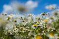 Selective focus shot of a fly sitting on wild Chamomile flower in meadow under blue sky Royalty Free Stock Photo