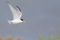 Selective focus shot of flying arctic tern on smooth blue background Royalty Free Stock Photo