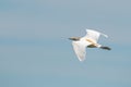 Selective focus shot of flying Cattle Egret Royalty Free Stock Photo