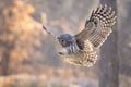 Selective focus shot of a flying ural owl