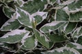 Selective focus shot of fresh foliage of cornus alba elegantissima