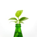 Selective focus shot of fresh leaves on a bottle of water isolated on a white background Royalty Free Stock Photo